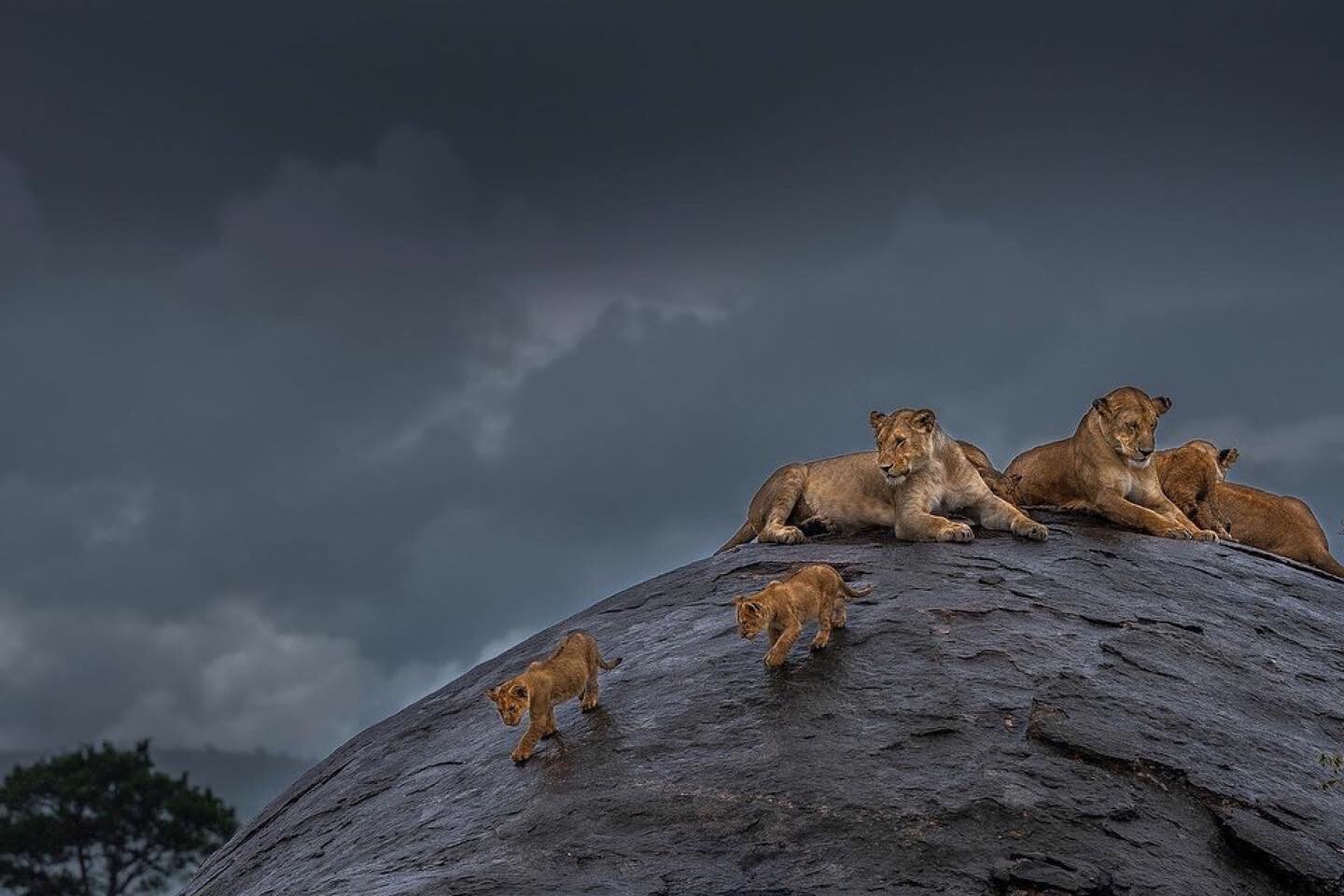 🌍🌱Celebrate The Earth #EarthDay #regram &bull; @varun.aditya Revisiting The Lion King Movie 
#varunaditya #varunadityaphotography #nature #wildlife #wildlifephotography #wildlifephotographer #animal #instagram #lion #lionking #lionkingmovie #disney