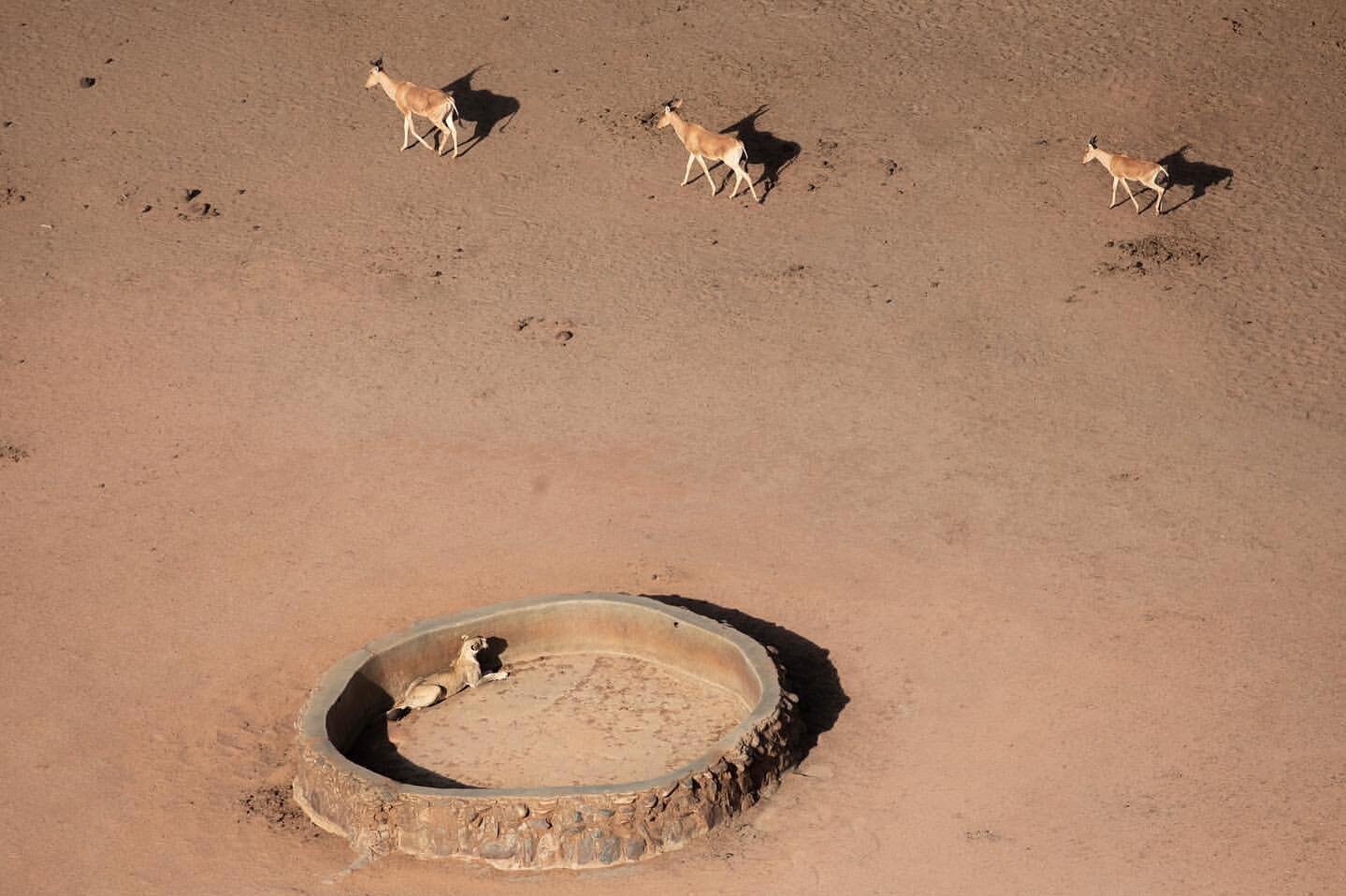 🦒🦒🦒#regram &bull; @roan.carrhartley Always startling finding something in your drink but this takes the cake.

A lioness using a water trough to ambush prey as the come in for a drink. 

________________________________________________

#conservat