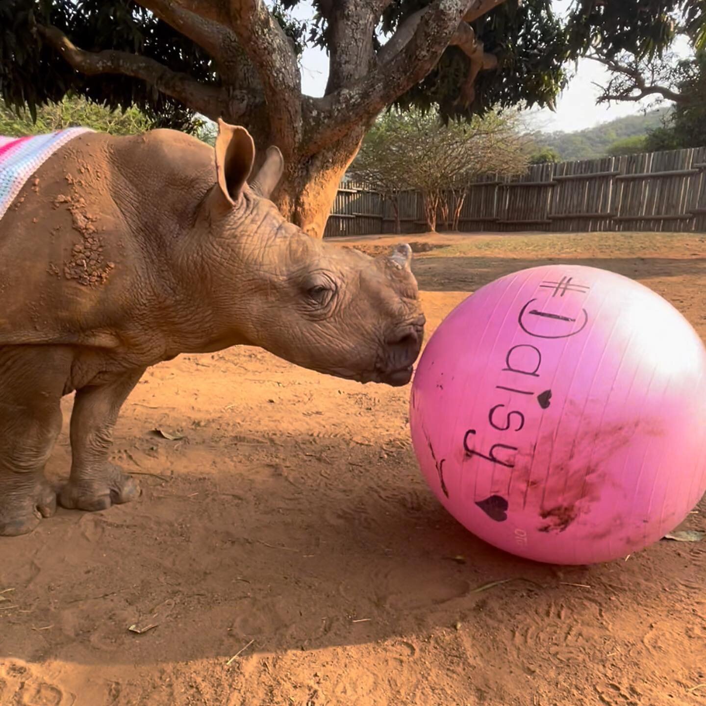 🤍🦏 #regram &bull; @careforwild DAISY UPDATE 🌸 

Daisy is feeling fabulous this Friday! To celebrate Daisy&rsquo;s milestone weigh in of over 200kg, a very kind family who were volunteering at Care for Wild, bought Daisy a giant pink yoga ball to p