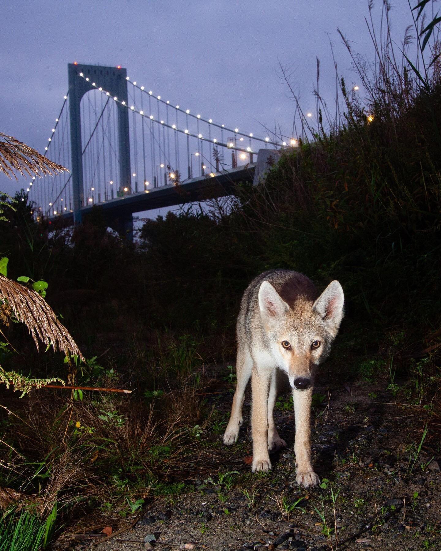 🏙️🍃#regram &bull; @nytimes Coyotes have come to New York City &mdash; but not for the pizza.

&ldquo;Considering the number of potential habitats available to them, we estimate between 20 and 30 coyotes are here in the city,&rdquo; said Carol Henge