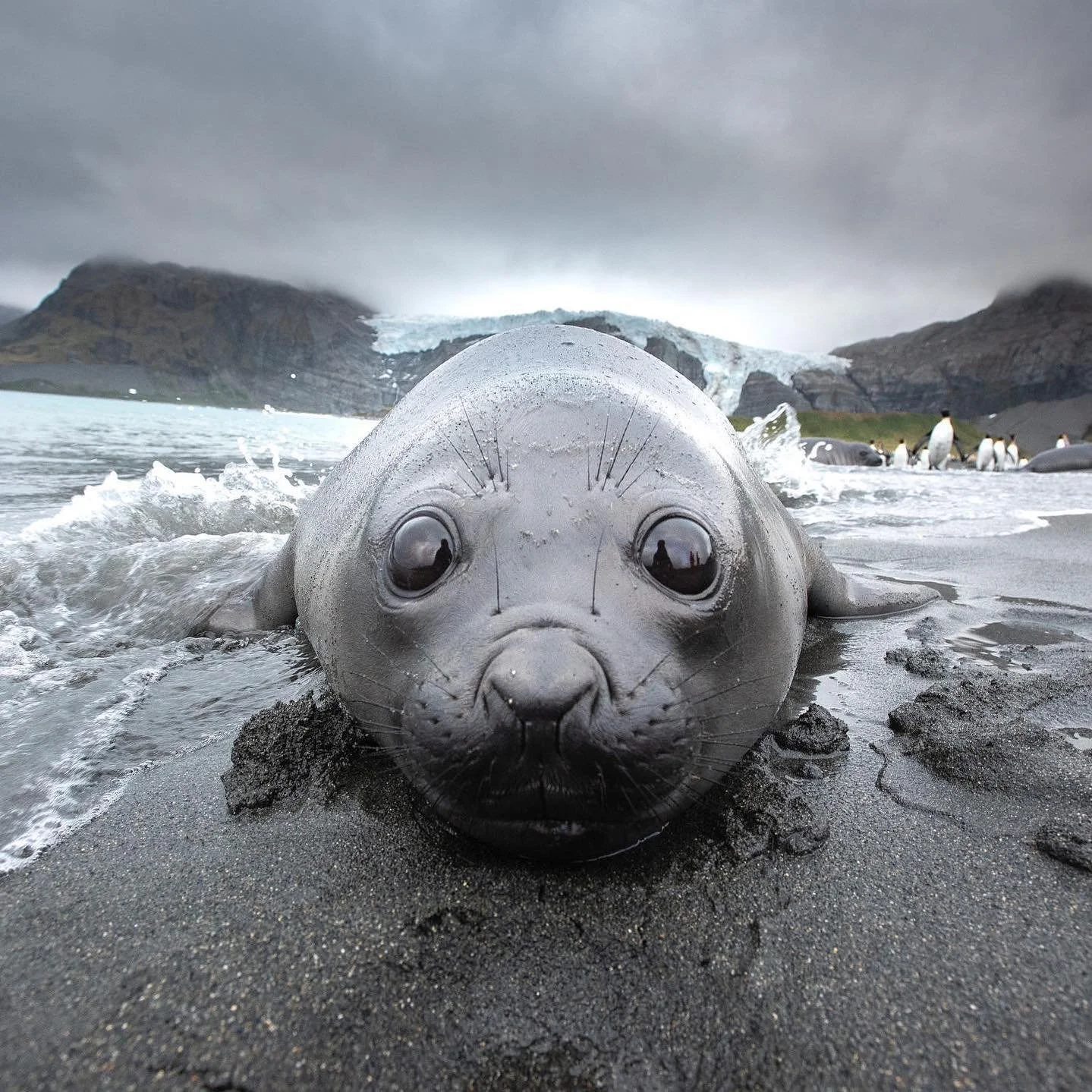 🦭🌎&bull; @nytimes The history of South Georgia &ndash; which sits on the edge of the Southern Ocean &ndash; &ldquo;reads like a list of offenses against nature,&rdquo; @jenniferkingsley writes for @nytimestravel. 

Commercial sealing, commercial wh