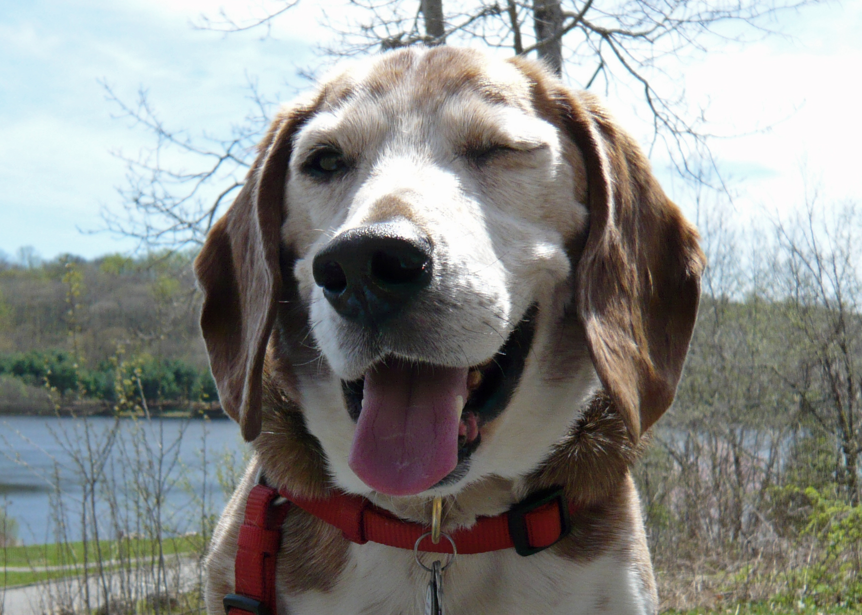 Part beagle, part basset, all love—my best pal, Roger (circa 2007). 