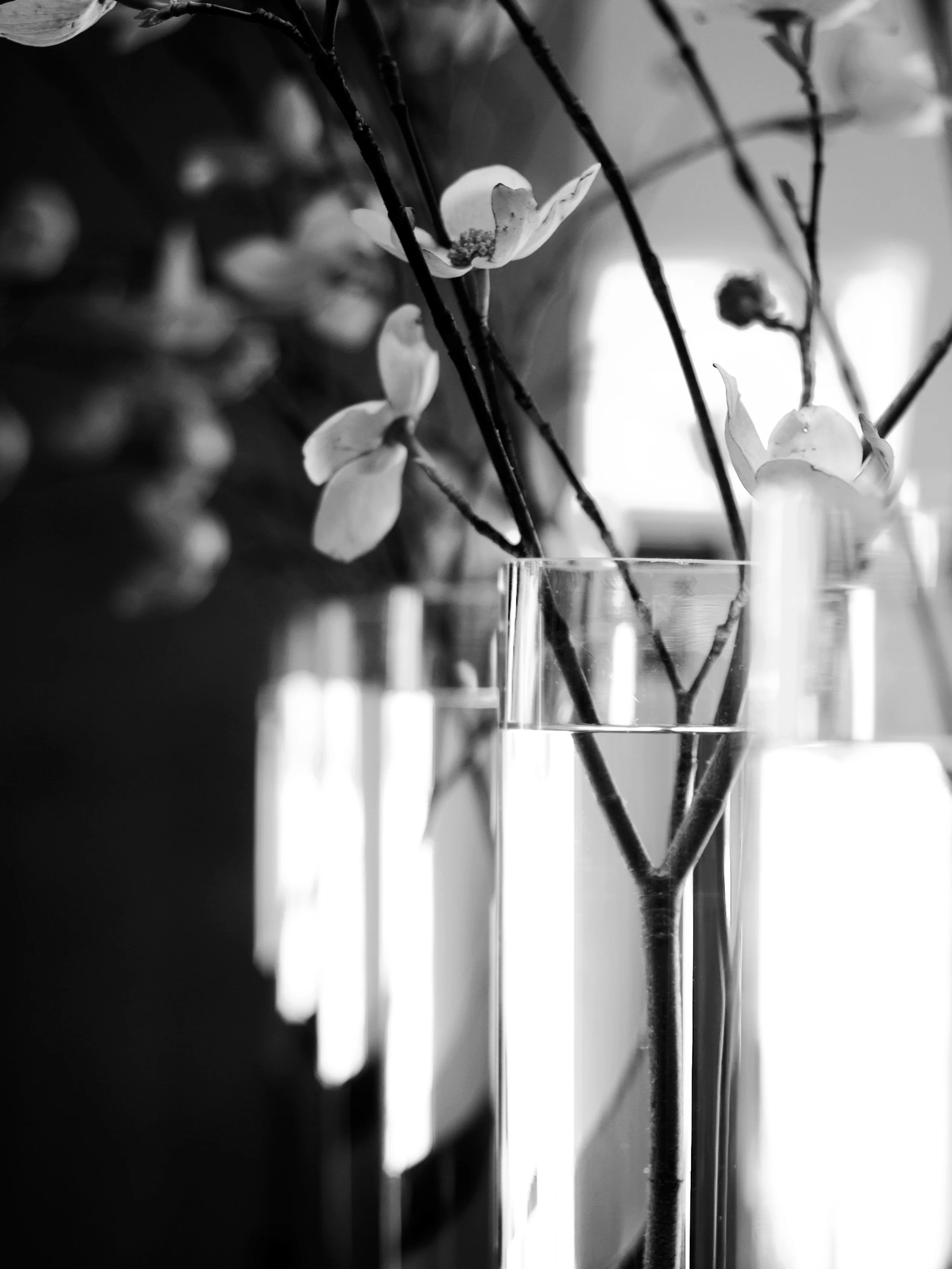 Black and white photo of flowers in vases. Focus on close-up of a single vase with white flowers and branches. Blurred background.