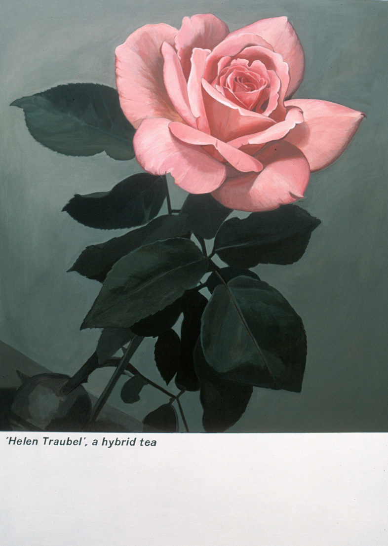 'Helen Traubel' - acrylic on board, approx. 40cm x 60cm 