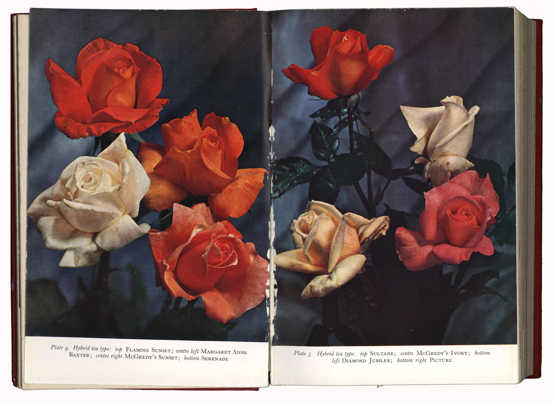  Colour plates from Collins Guide to roses 1953 
