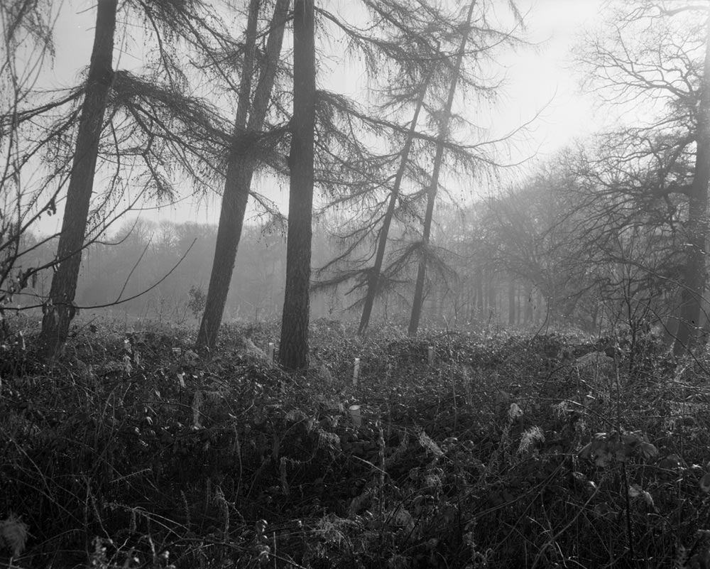 These photographs were taken using a large format 5x4 film camera, I developed the film and printed these 20x24 fibre based paper silver gelatine prints, in the dark rooms at Anglia Ruskin School of Art whilst on the Artist in Art Schools Scheme in 2013.
