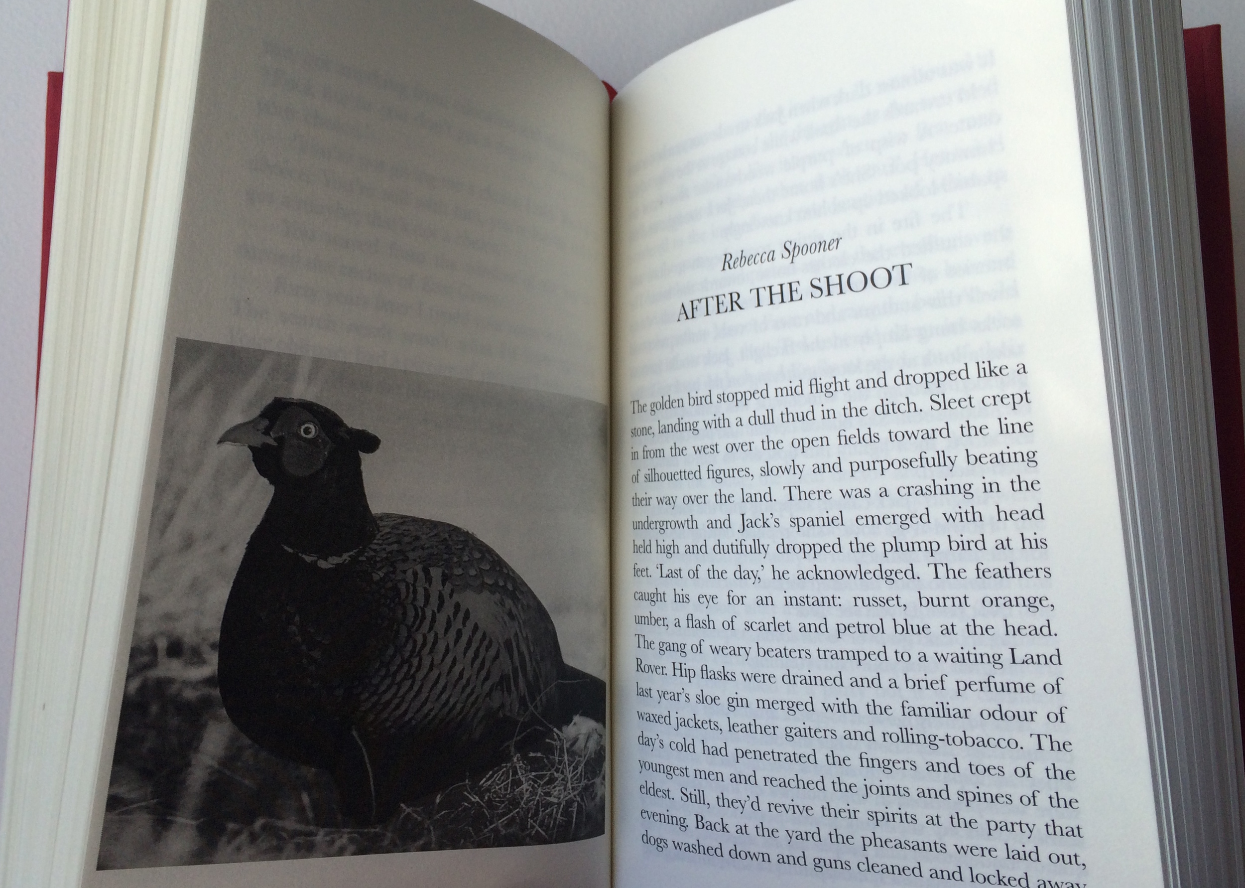 'A Fall into Grace romantic writing from Wales' Hard Back Edition, Published by Addo 2015 - image shows: story and illustration by Rebecca Spooner