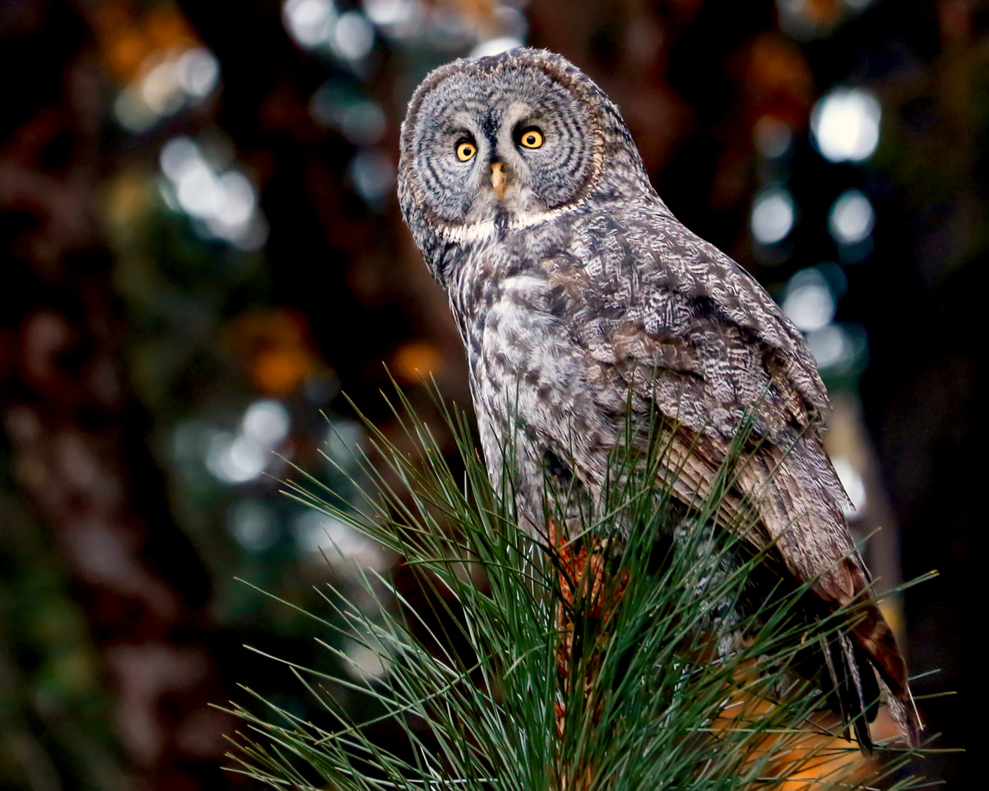 Beautiful Great Grey Owl Yosemite