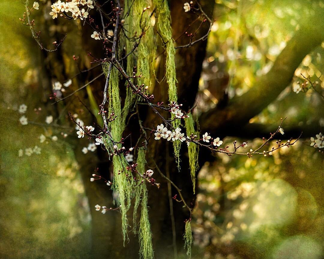 Like a spring bride, you arrive veiled in beauty&mdash;enough to take my breath away. *** This is for all of you who are experiencing frigid weather - hope this brings some warmth inside!