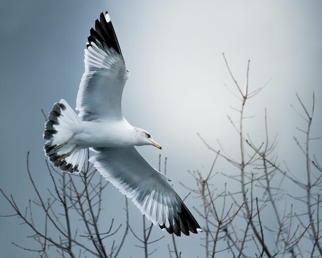 With feathers dipped in ink, you wrote messages across the cold, gray sky&hellip;&rdquo;Gather the twigs, build a nest and birth your life anew.&rdquo;