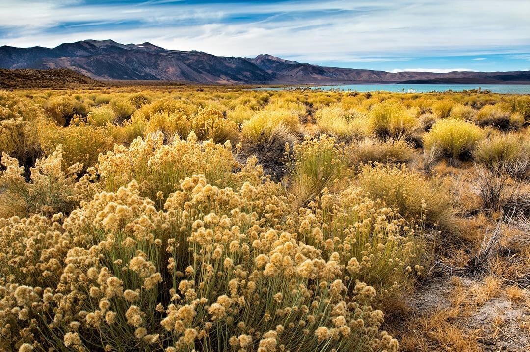 We made the traditional trek to Mono Lake. The fall foliage alone, was worth it.