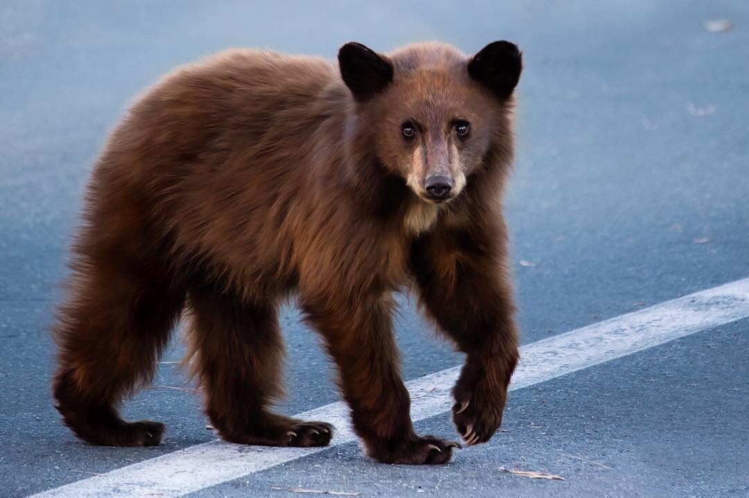 Got lucky the first day of our trip to the Eastern Sierra. Was getting out of my car to photograph some autumn color when this California Black Bear cub walked right in front of me in the street. Making eye contact with this beautiful creature was ex