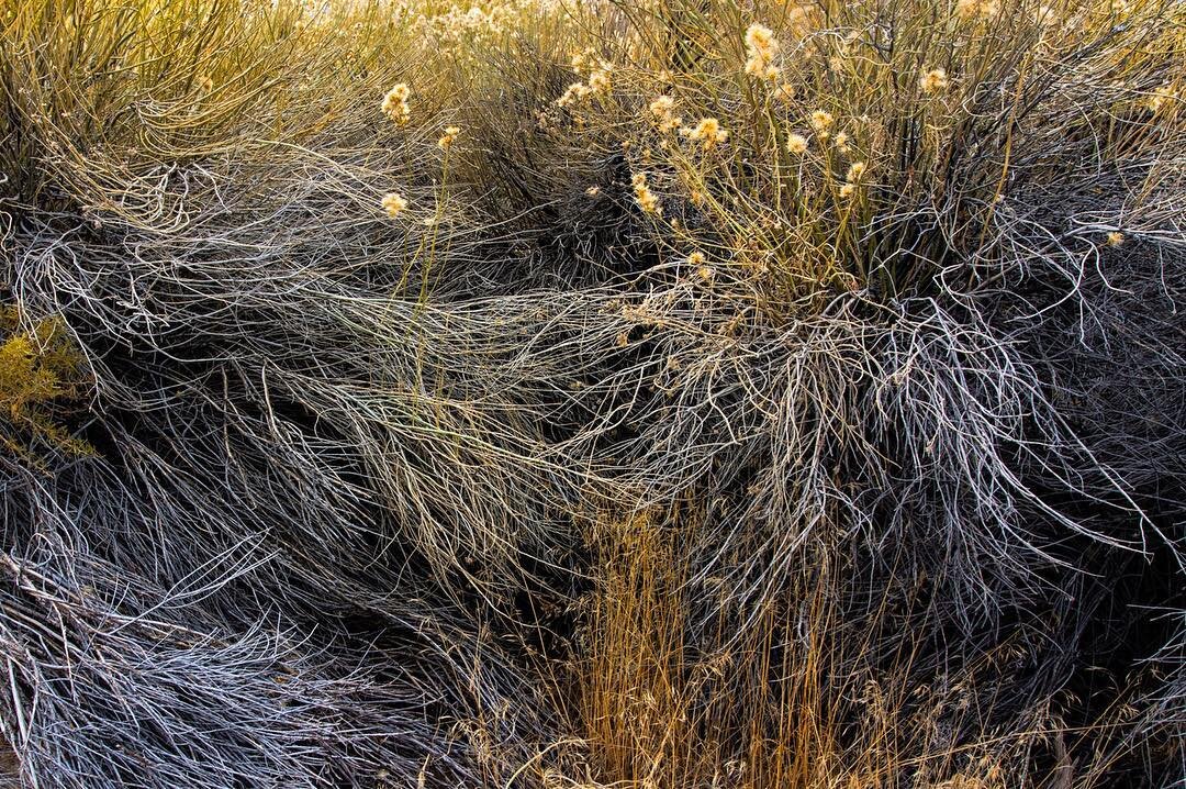 Eastern Sierra Fall Foliage. So rhythmical, as if it was still in motion. I could have spent the entire trip photographing the weeds alone.