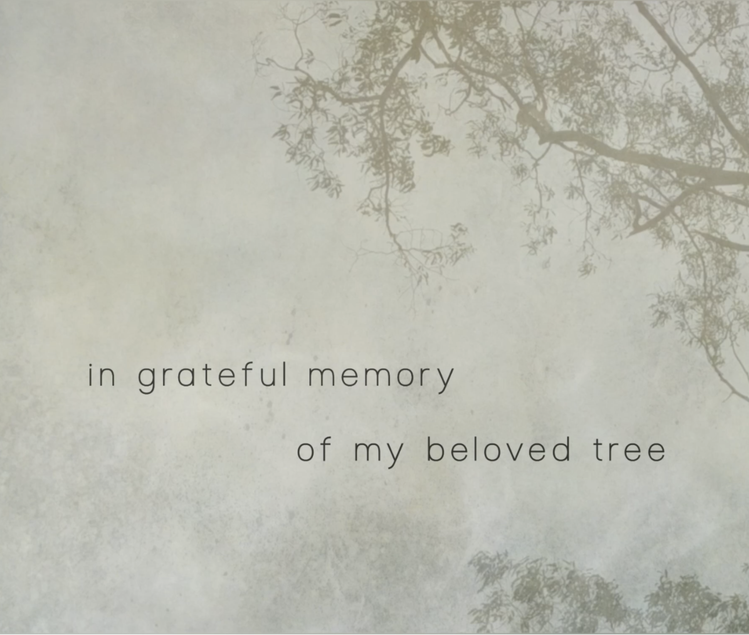 My Beloved Tree