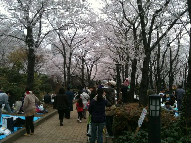 Hanami 3