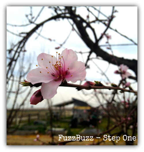 FuzzBuzz-StepOne.png