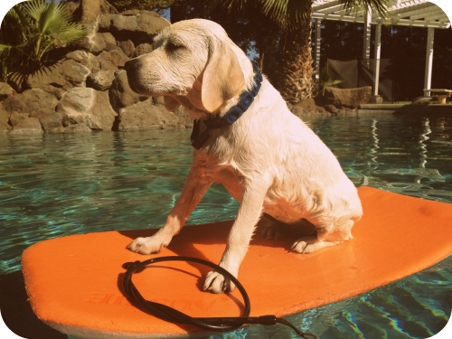 Betty the Surf Dog