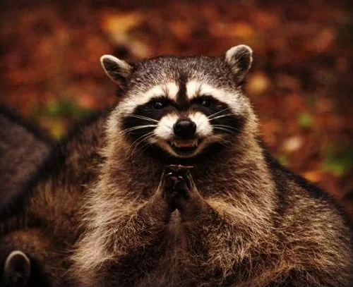 theMT_RaccoonMassacre.jpg
