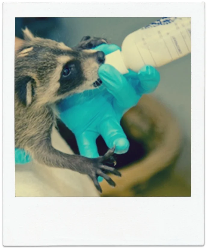 raccoonrehab.jpg