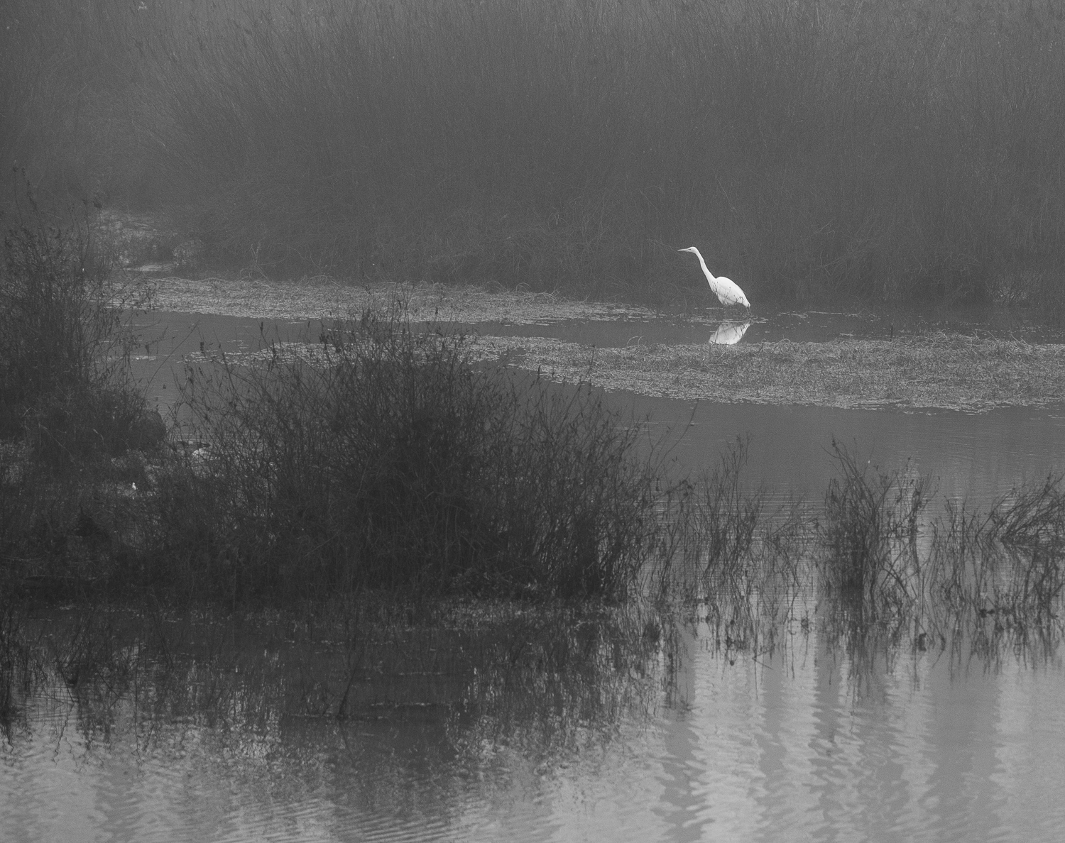 Egret in Fog