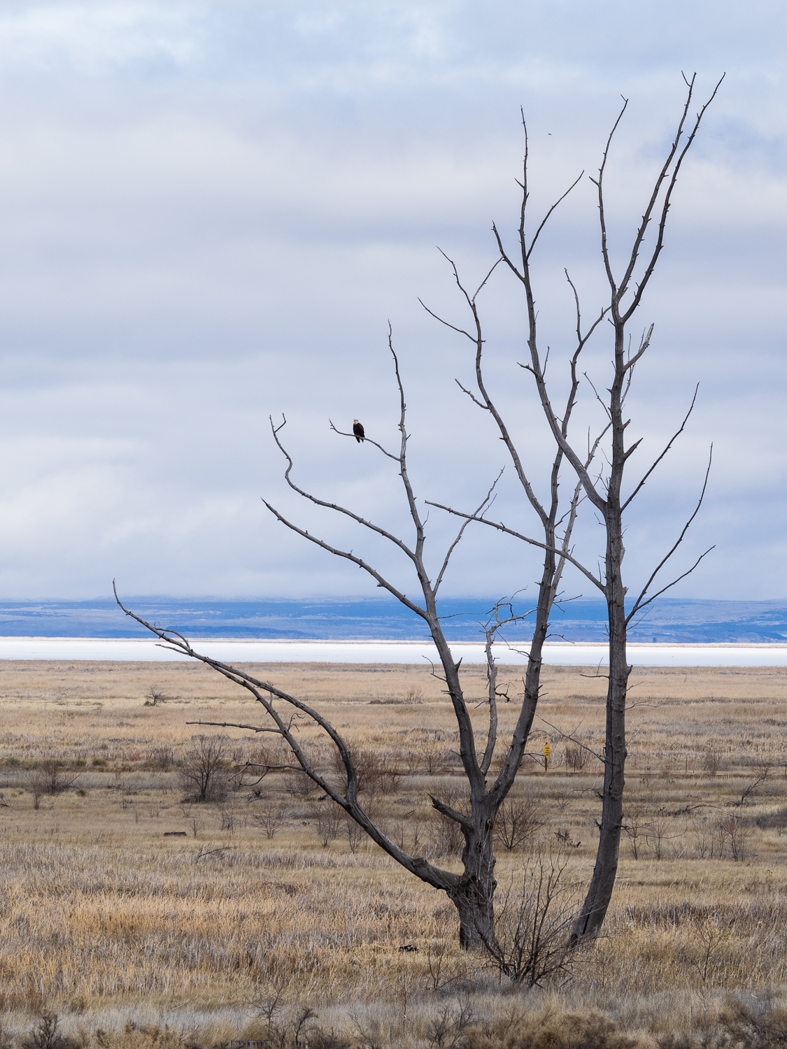 Lone Bald Eagle