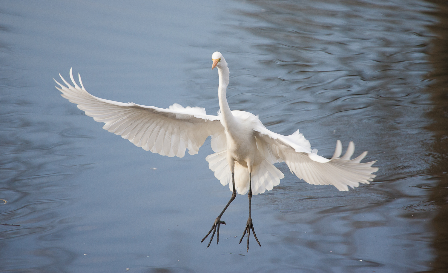 Great Egret (Delta Ponds, Eugene, Oregon)