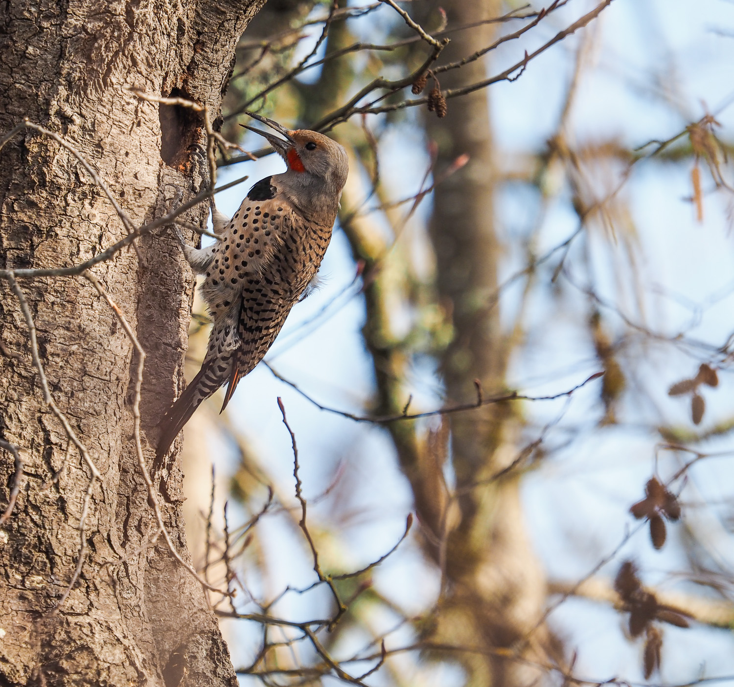 Flicker (Willamette River, Eugene, Oregon)