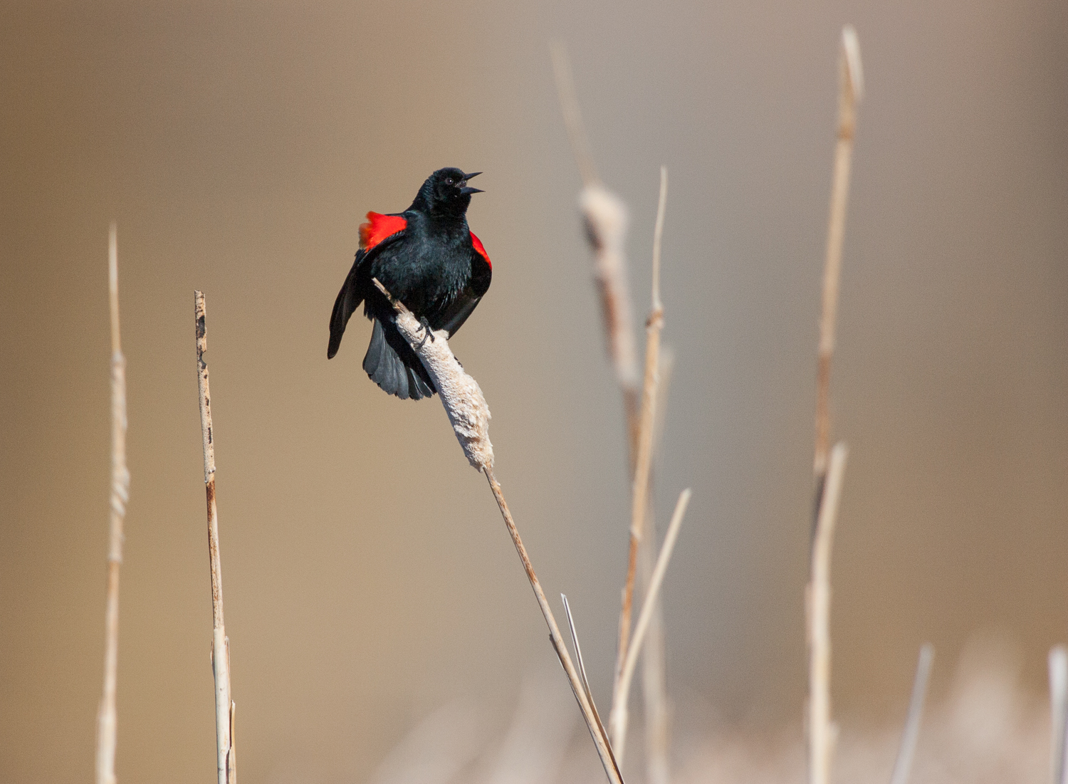 Red-Winged Blackbird (Diamond, Oregon)