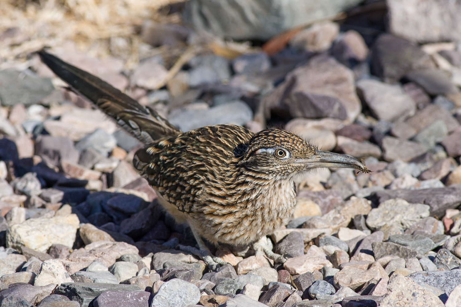 Road Runner (Death Valley, California)