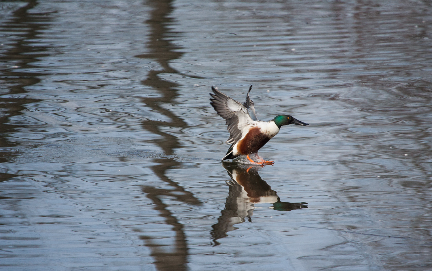 Shoveler (Delta Ponds, Eugene, Oregon)