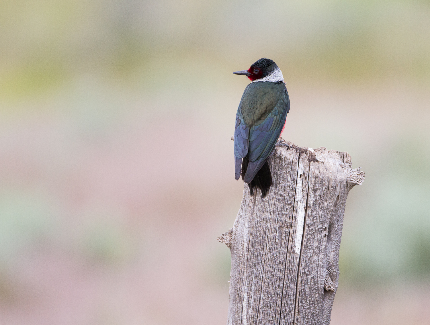 Lewis' Woodpecker (East Side Steens Mountain, Oregon)