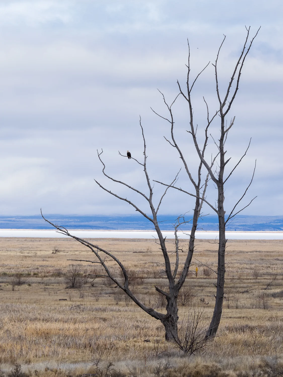 View towards Malheur Lake with bald eagle in tree.