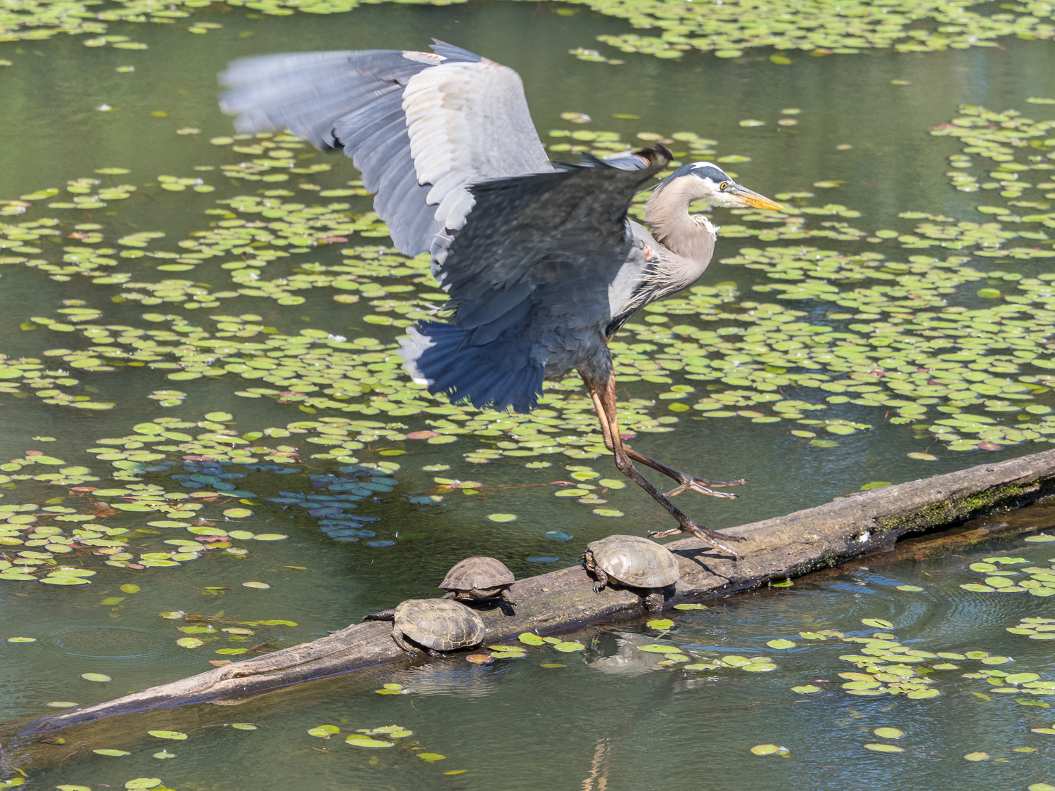 Heron Landing (1 of 3)