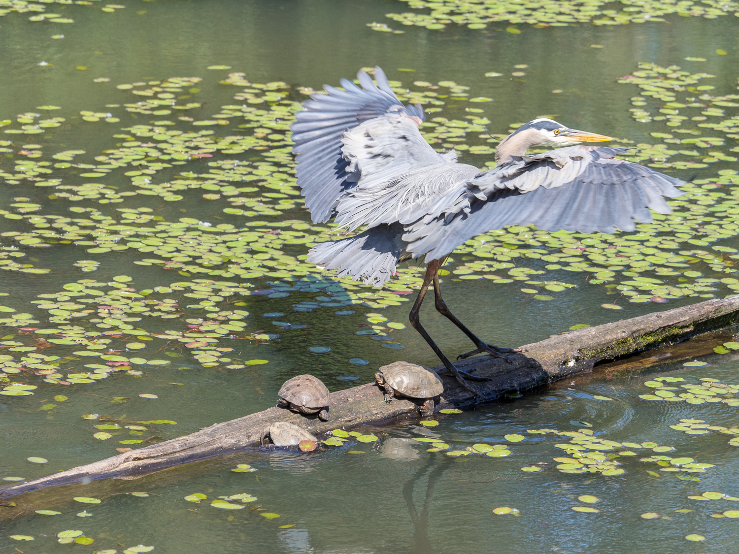 Heron Landing (2 of 3)