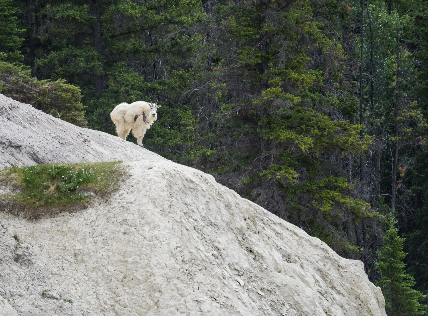 Mountain Goat