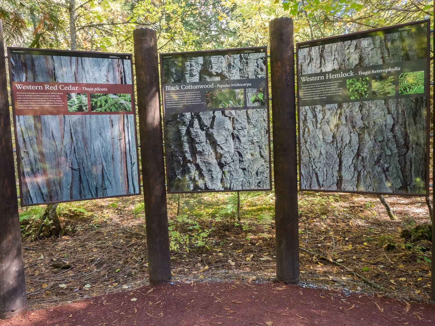 Interpretive sign at Trail of the Cedars