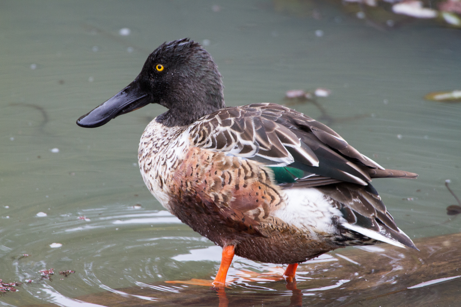 Male Shoveler (Delta Ponds, Eugene, Oregon)