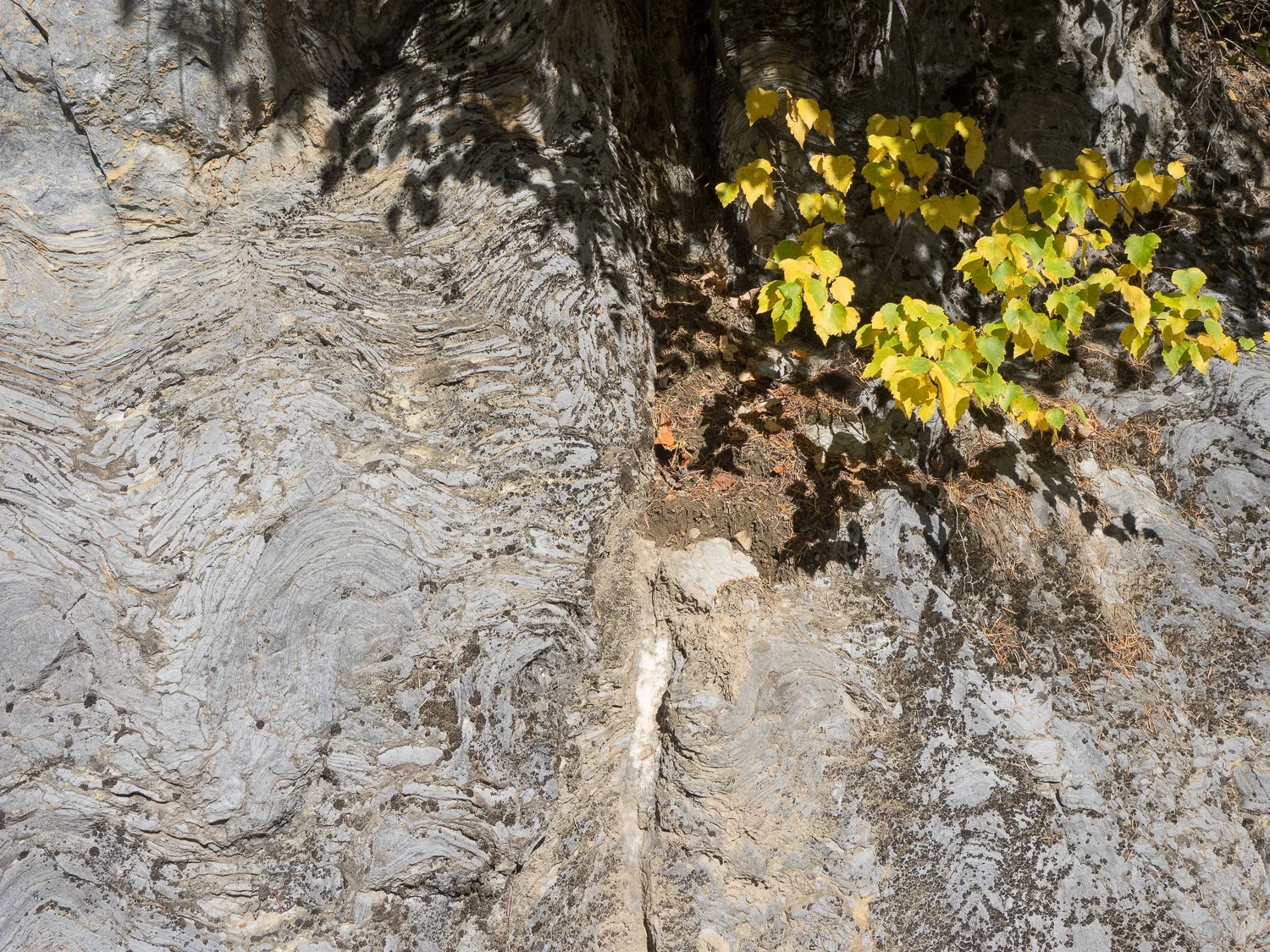 Stromatolites