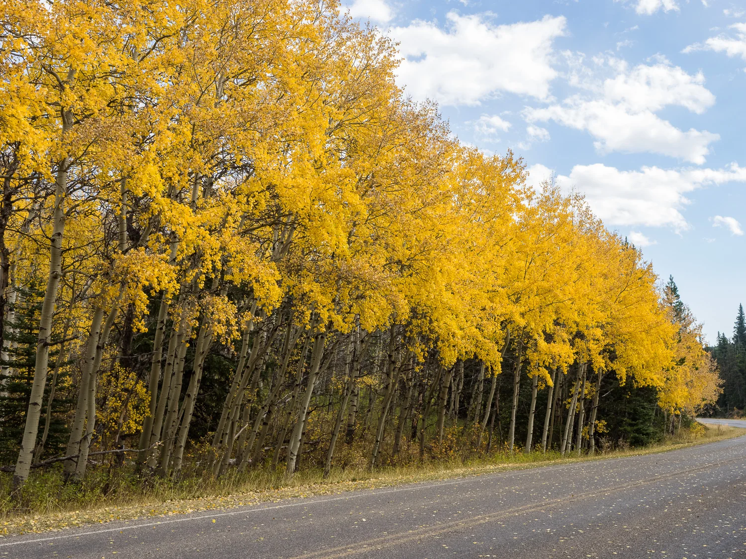 Aspen along Many Glacier Road (September 2015)