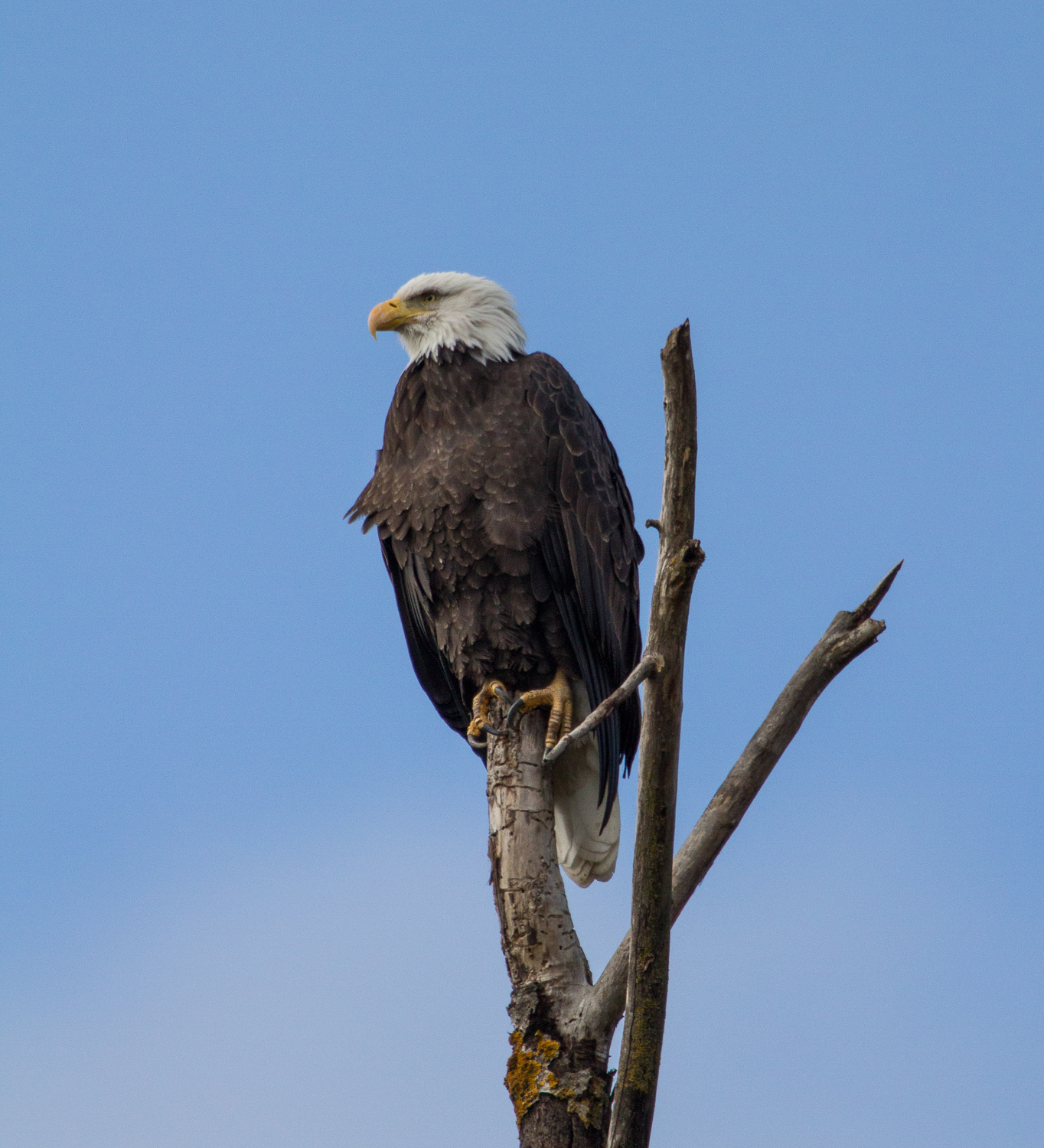 Bald Eagle (Delta Ponds, Eugene, Oregon)