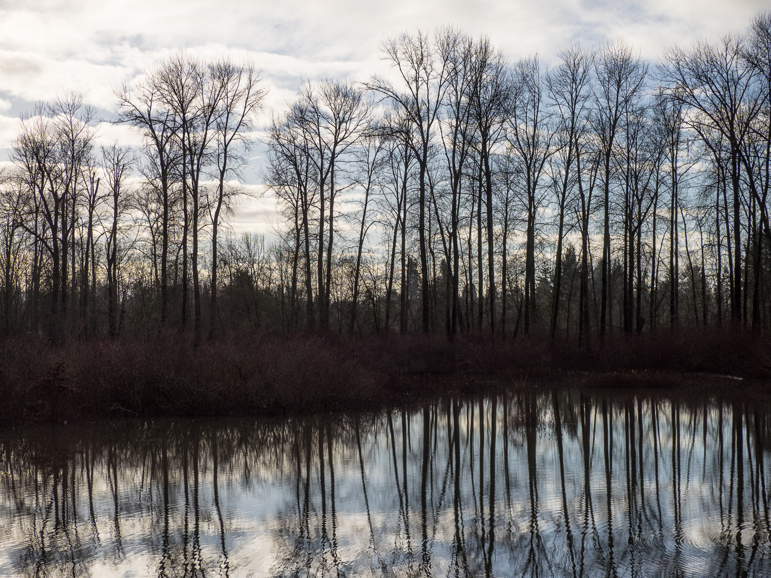 Cottonwood Reflections