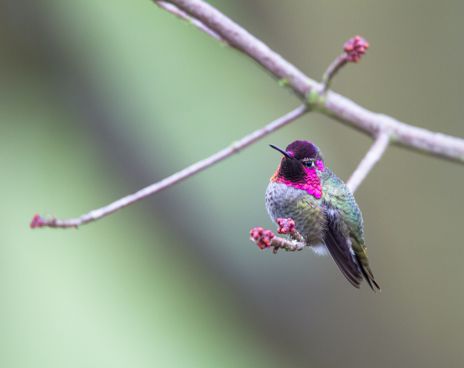 Anna's Hummingbird (male)