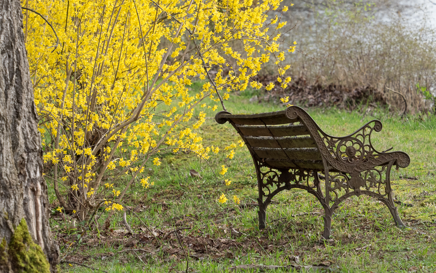 Bench & Yellow Blossoms