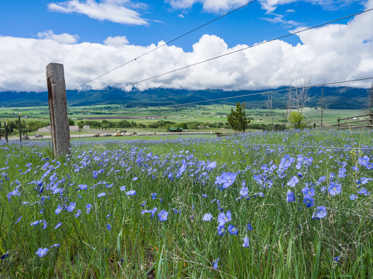 Blue Flax at Enterprise