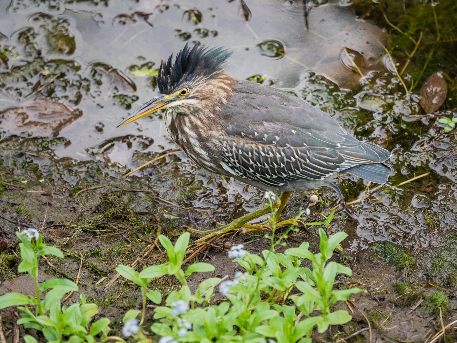 Green Heron Juvenile