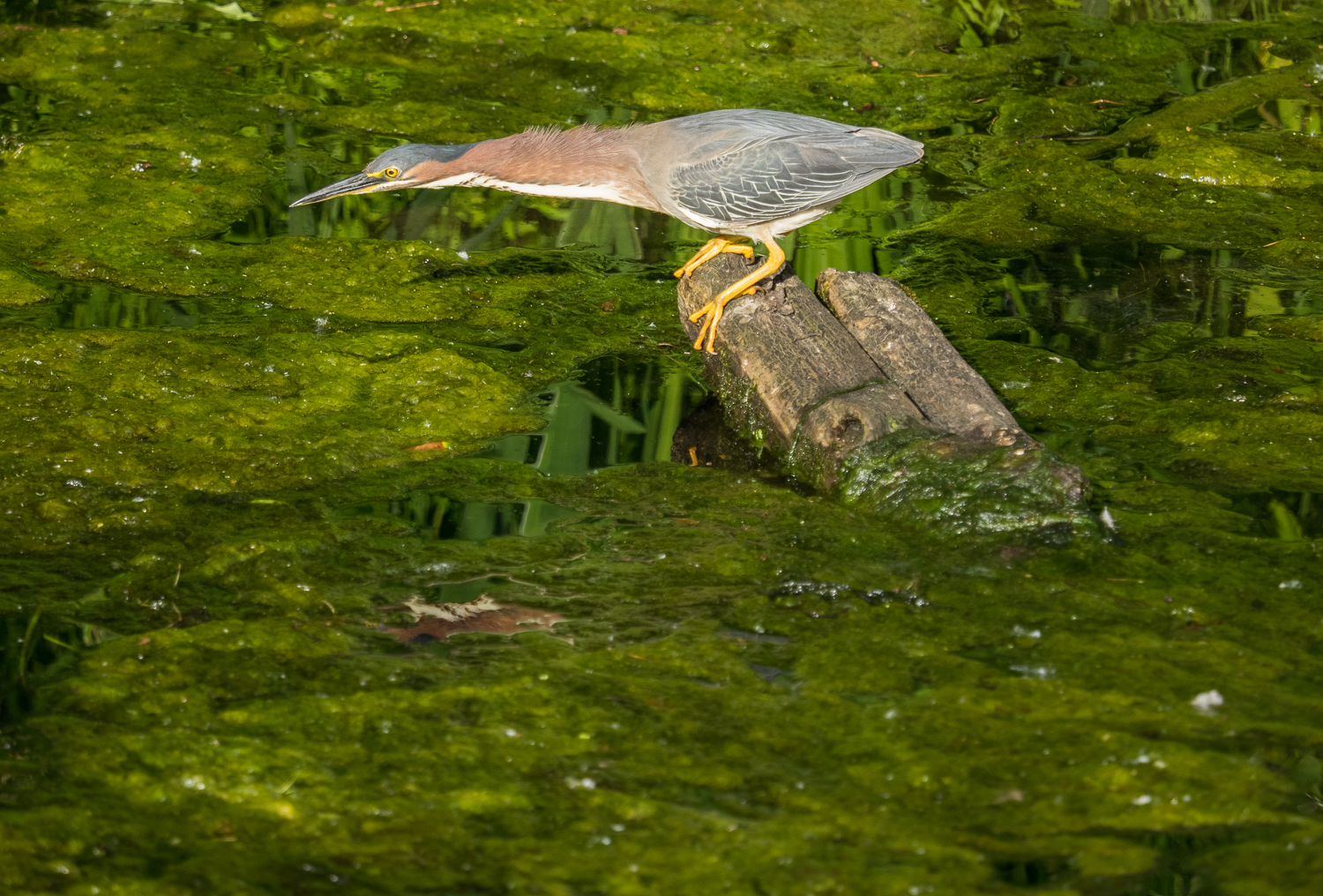 Green Heron Juvenile