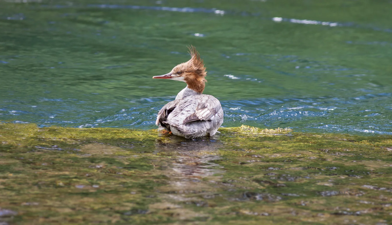 Common Merganser - female
