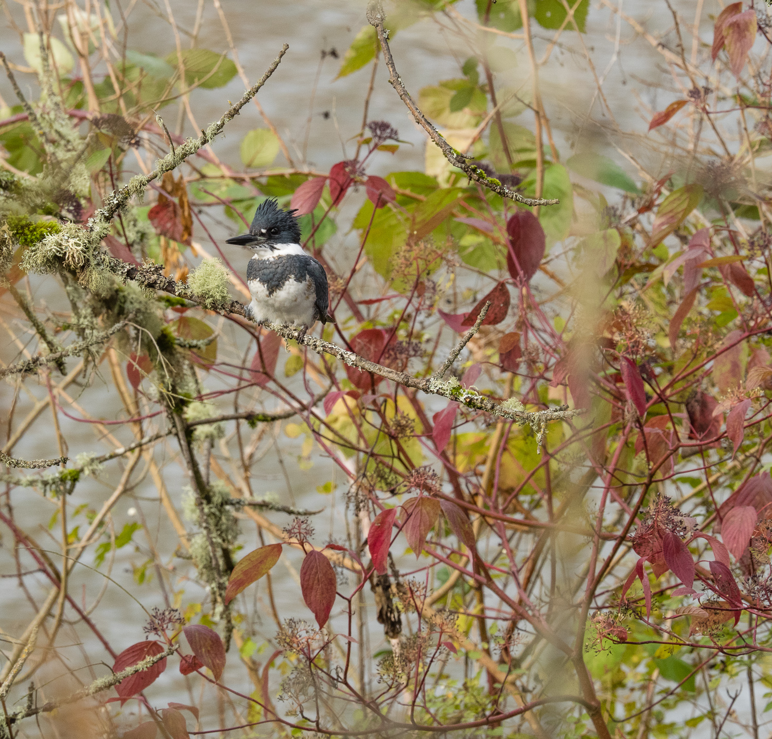 Belted Kingfisher