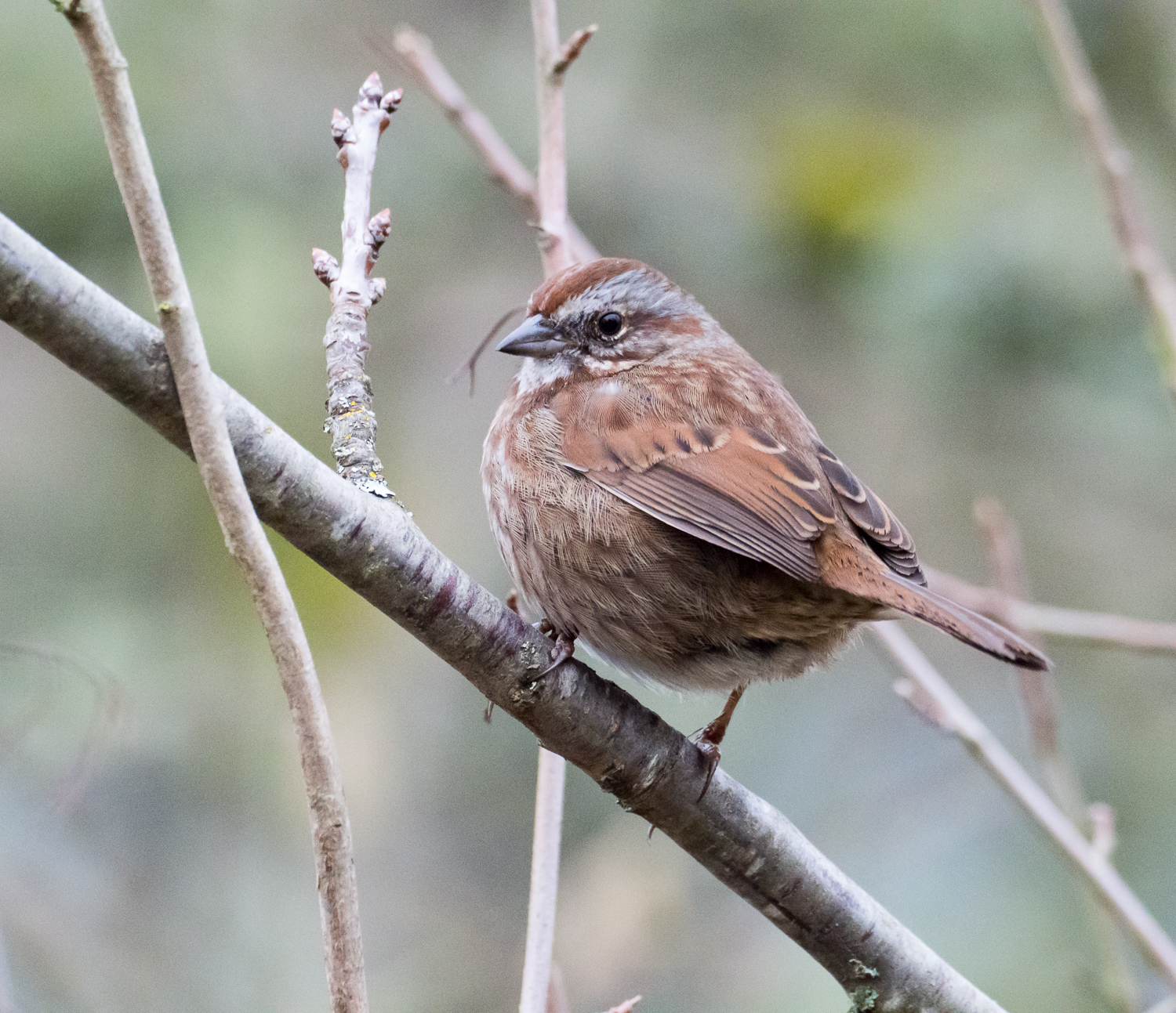 Song Sparrow