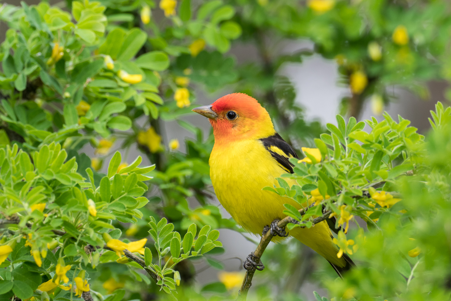 Western Tanager